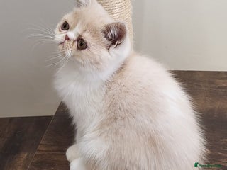Exotic cats - Advert 3