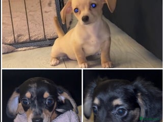 Chiweenie dogs Gorgeous Mini Dachshund X Puppies🐾 - Advert 17