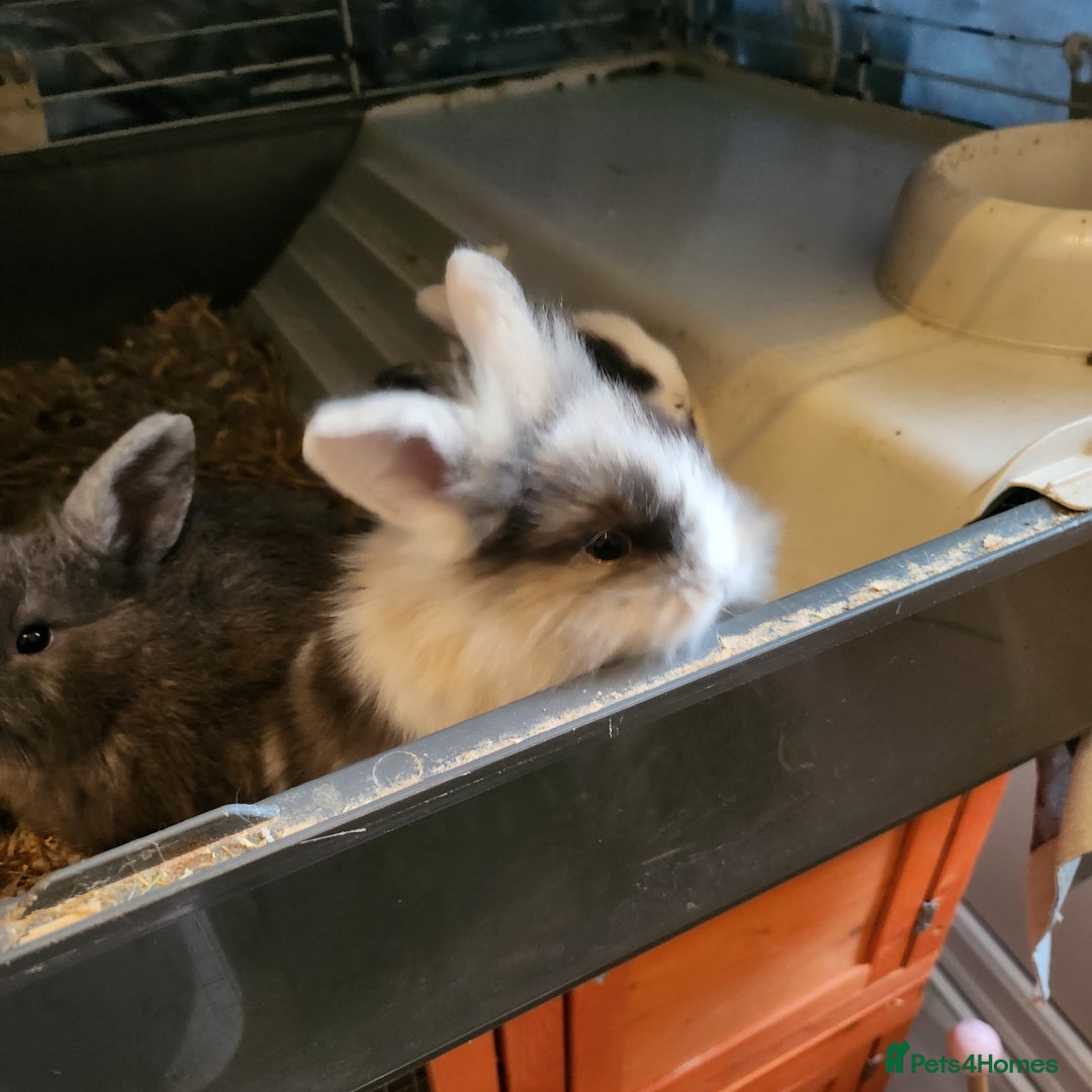 Lionhead rabbits for sale: Beautiful fluffy lionhead rabbits  - Advert 3