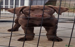 Labrador Retriever dogs for sale: KC REG.. READY NOW!. CHOCOLATE LABRADOR  - Image 22
