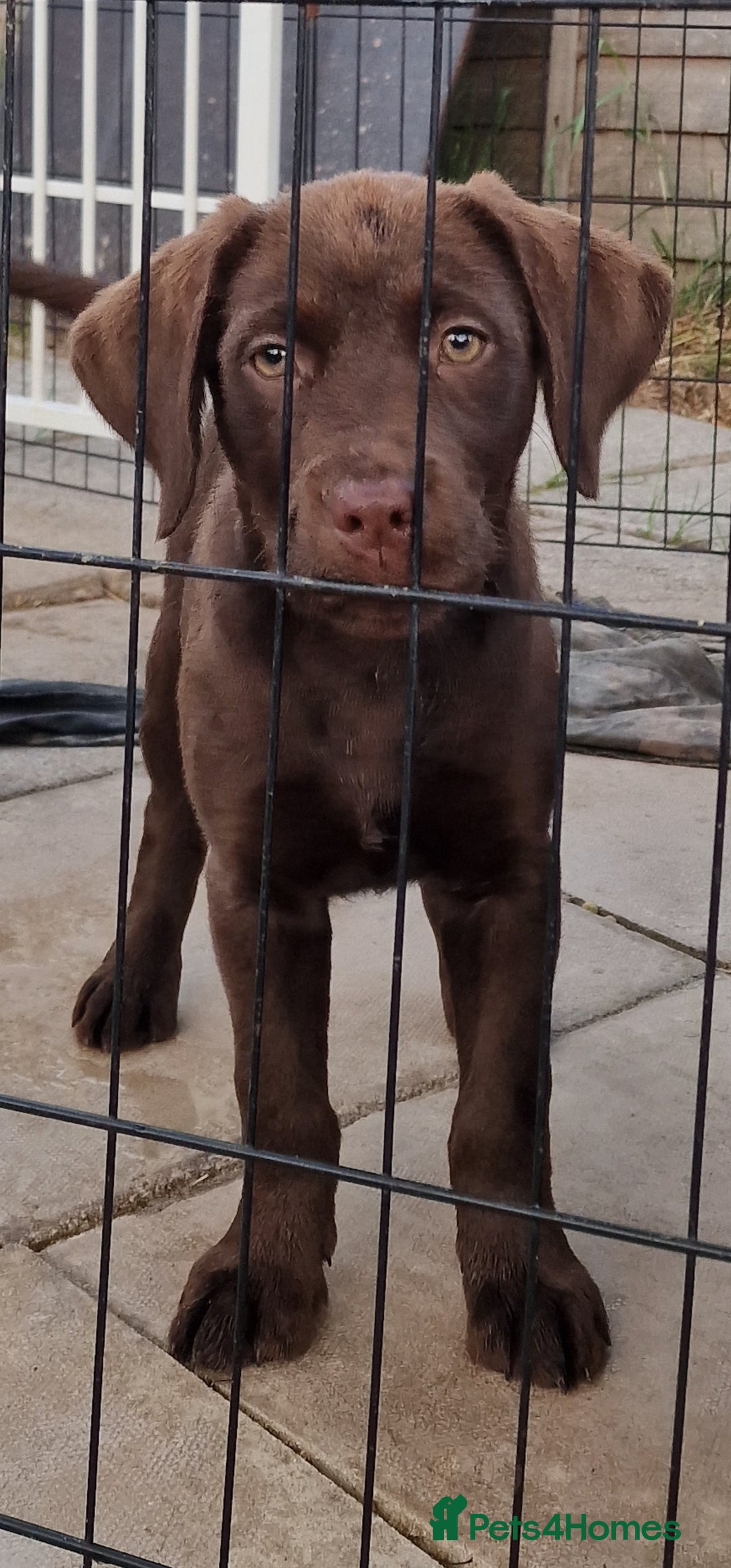 Labrador Retriever dogs for sale: KC REG.. READY NOW!. CHOCOLATE LABRADOR  - Image 22