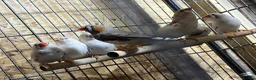 Finches birds for sale: 16 zebra finch - Advert 3