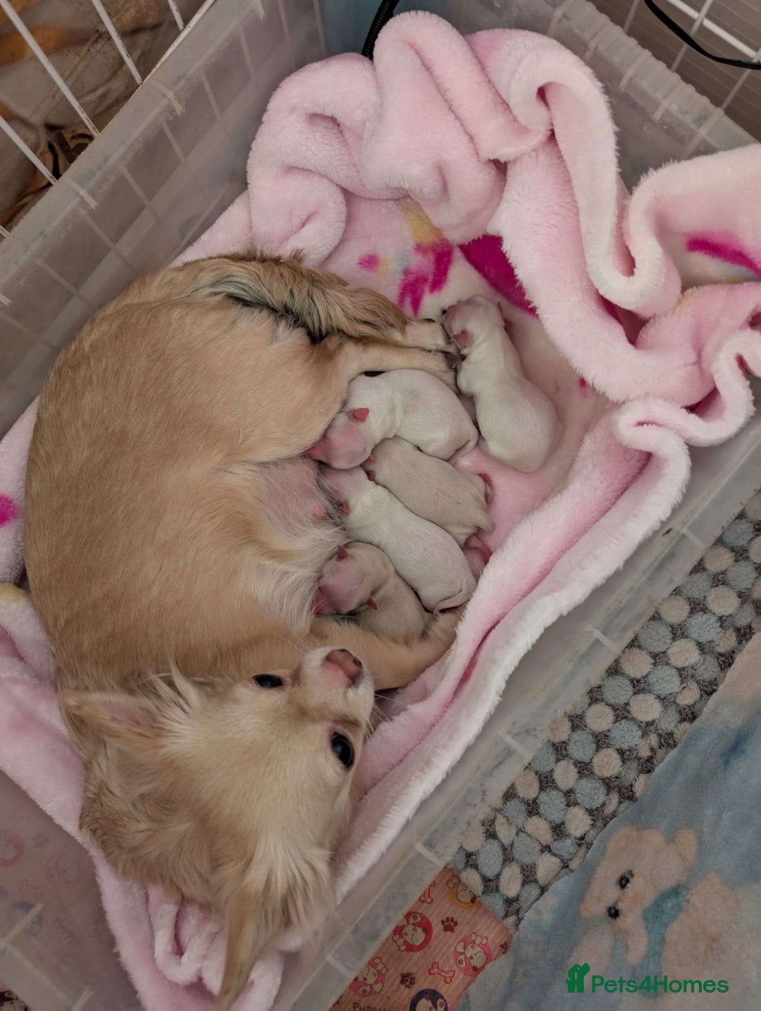 Chihuahua dogs for sale: 3 Handsome (KC) Chihuahua boys left (New photos) - Image 40