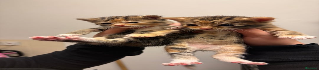 Mixed Breed Kitten 2