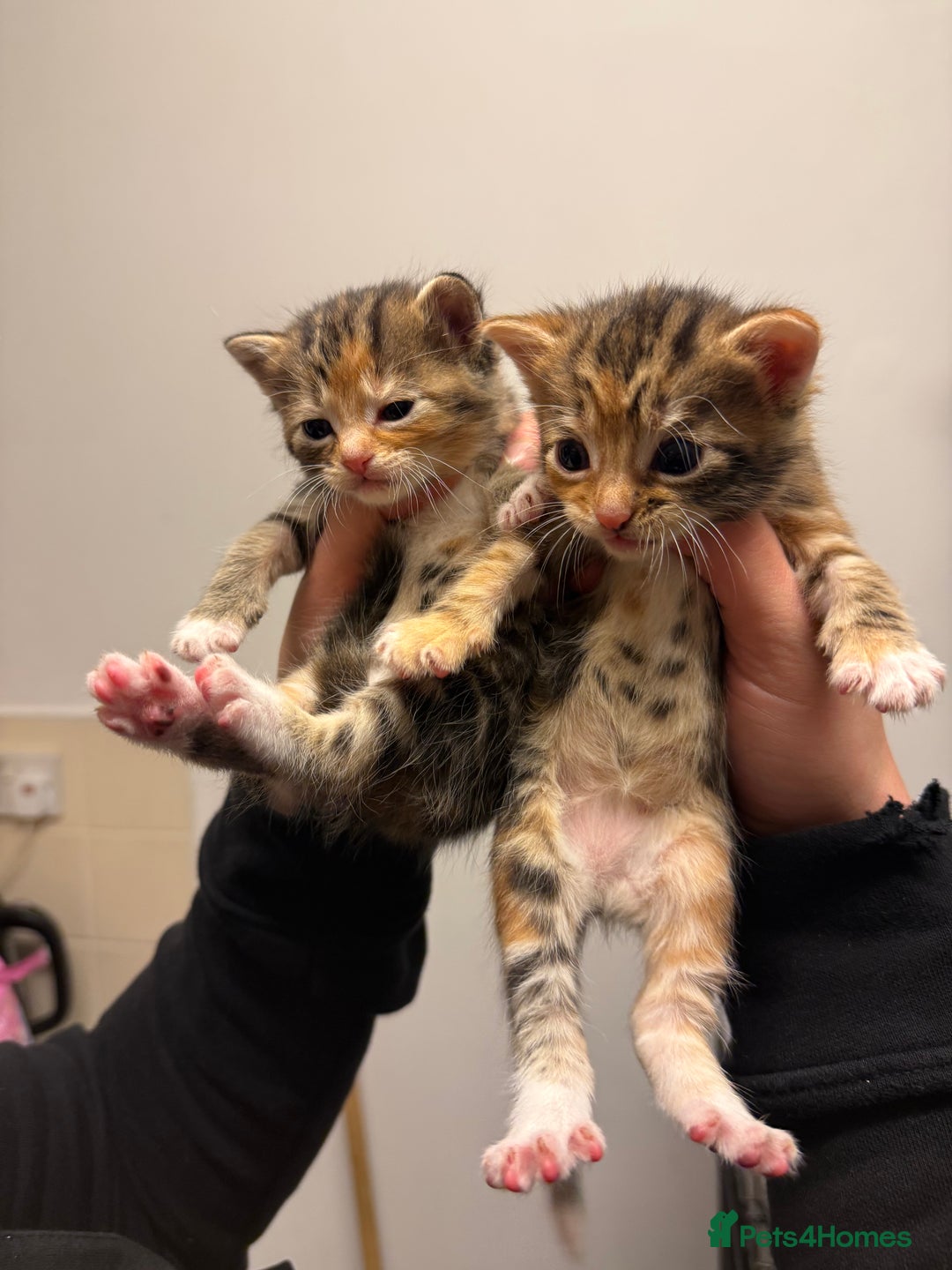 Mixed Breed cats for sale: KITTENS READY TO LEAVE 7/12 - Advert 2