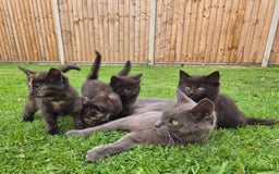 Mixed Breed cats for sale: 4 beautiful kittens for sale - Image 5