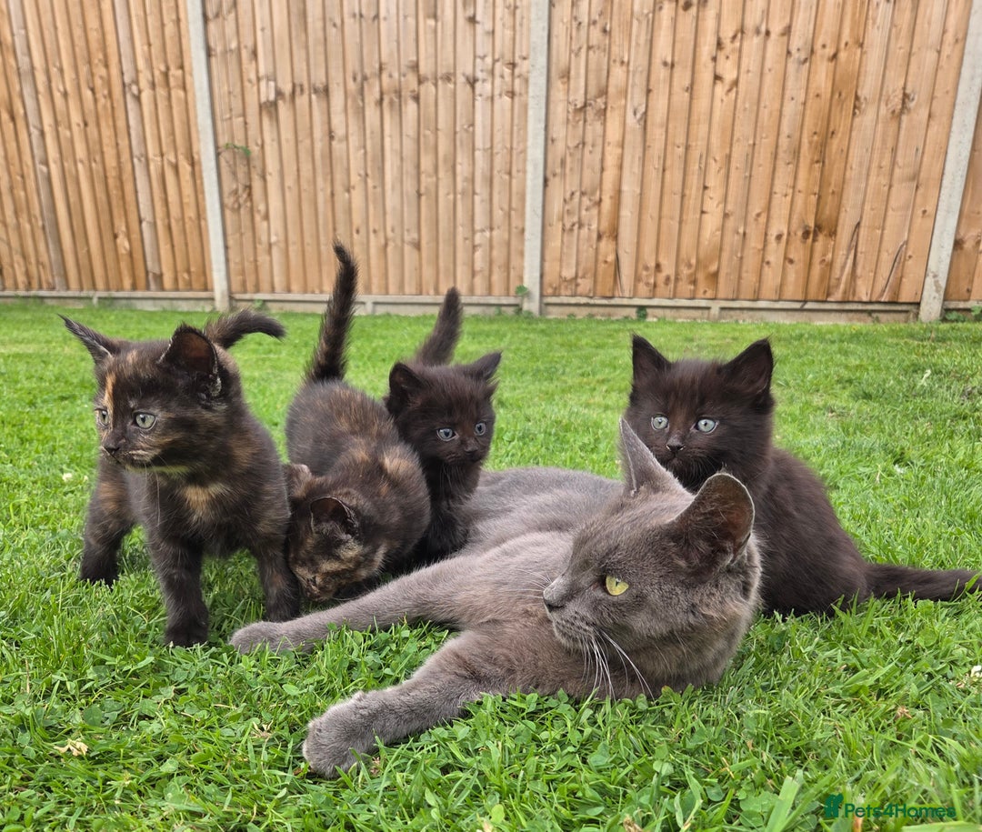 Mixed Breed cats for sale: 4 beautiful kittens for sale - Image 5