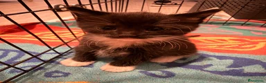 Ragdoll Kitten 1