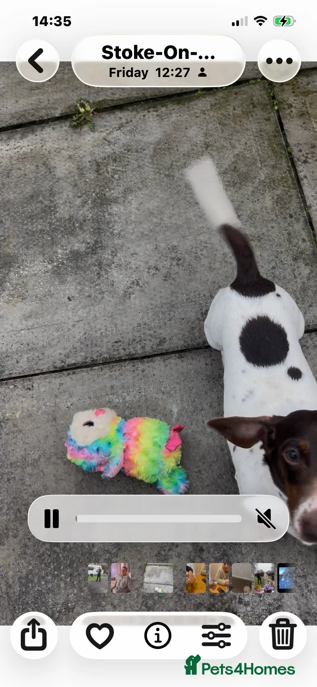 Dachshund dogs for sale: Beautiful miniature pie ball dachshund girl - Advert 2