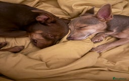 Jack Russell dogs for sale: Wenlock JRT Lilac Bitch (Last one left)  - Image 13