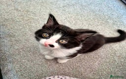 Mixed Breed cats for sale: Kittens for sale, 8 weeks old. - Image 2