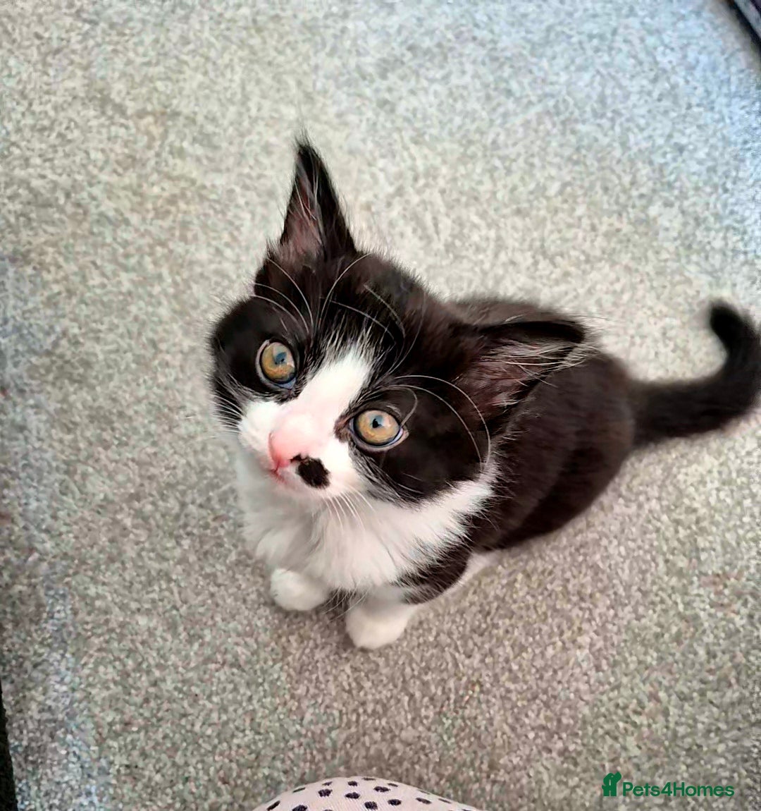 Mixed Breed cats for sale: Kittens for sale, 8 weeks old. - Image 2