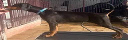 Dobermann dogs for sale: Top Quality Dobermann Puppies Available - Advert 5