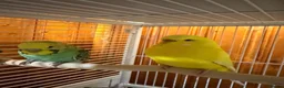 Budgerigars birds for sale: Two Budgies with Cage and Accessories in London - Advert 6