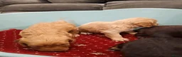 Cockapoo dogs for sale: Outstanding F1 cockapoo - Advert 14