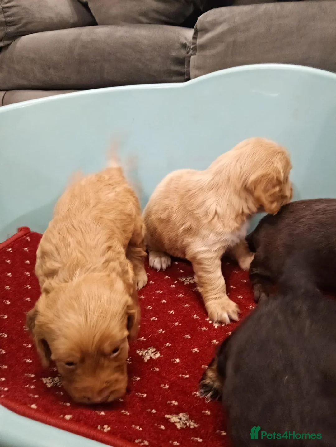 Cockapoo dogs for sale: Outstanding F1 cockapoo - Advert 14