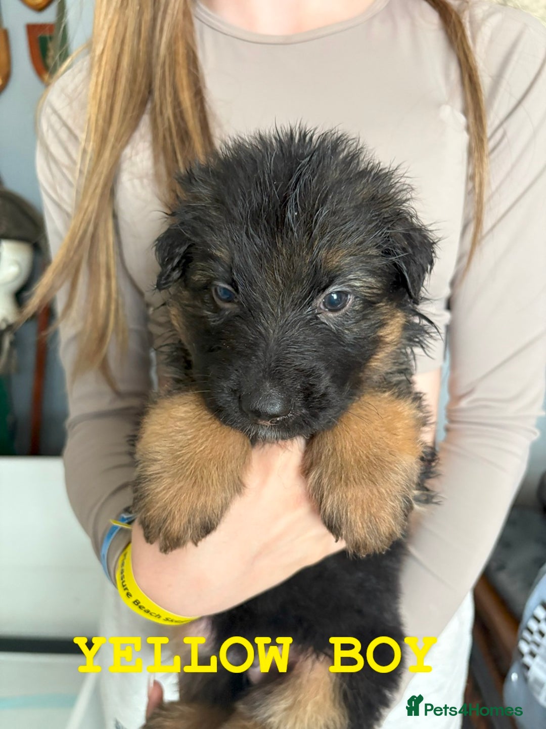 German Shepherd dogs for sale: Grandson of Famous Boss (Bossenburg) pups - Image 8