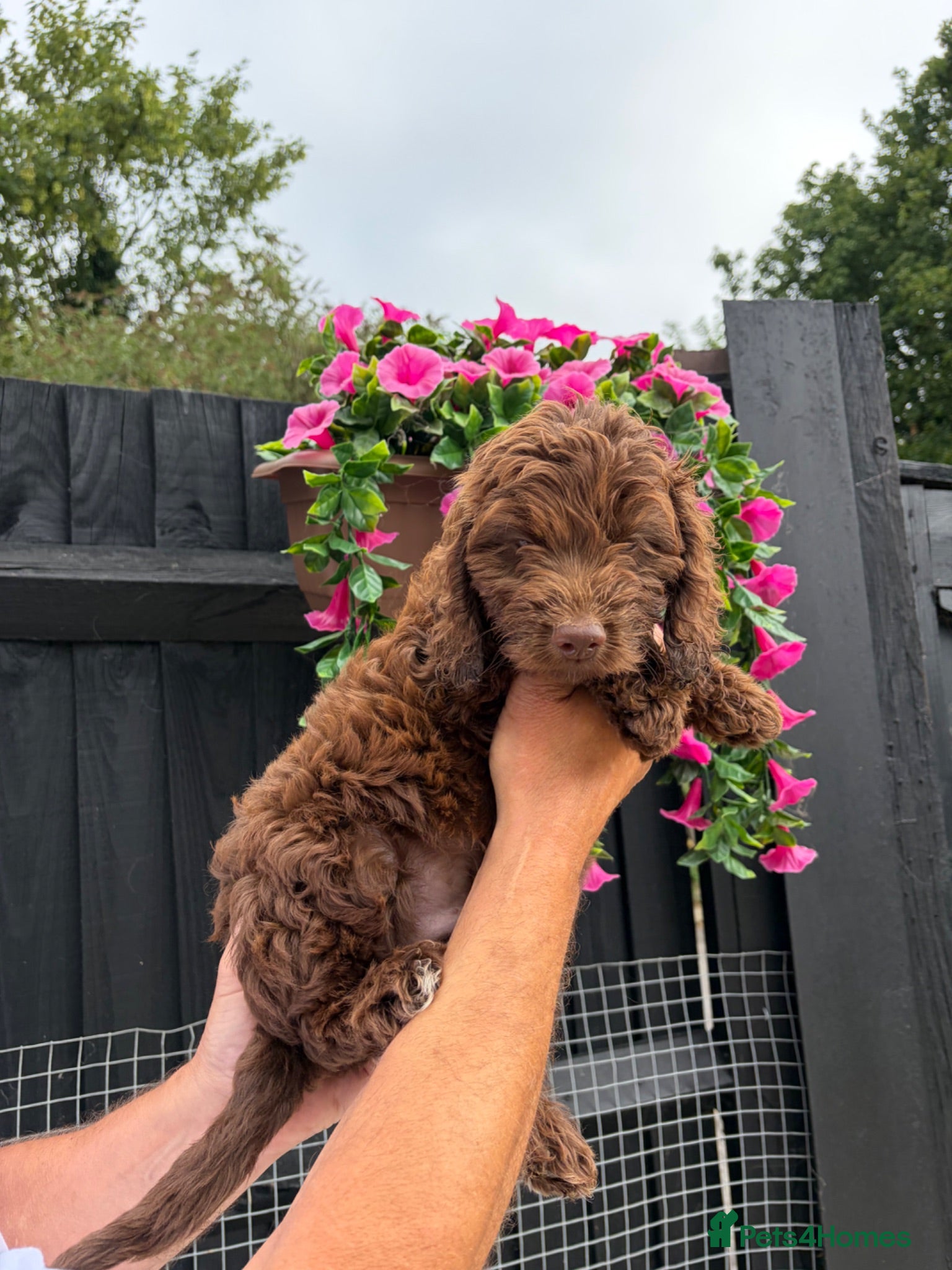 Cockapoo dogs Genetic clear cockapoo puppies - Advert 1