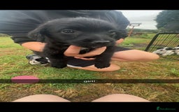 Jackapoo dogs for sale: Jackapoo puppies x7 - Image 7