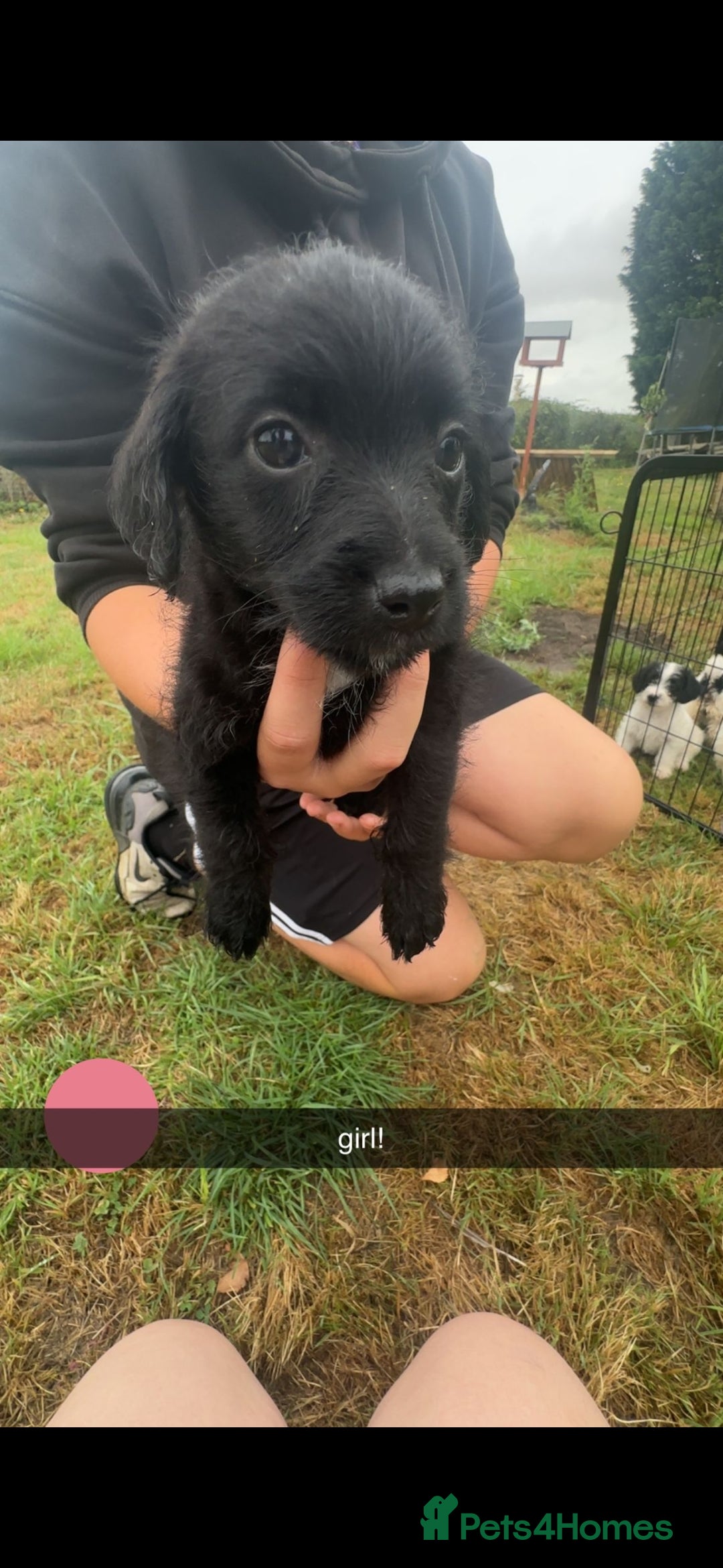 Jackapoo dogs for sale: Jackapoo puppies x7 - Image 7