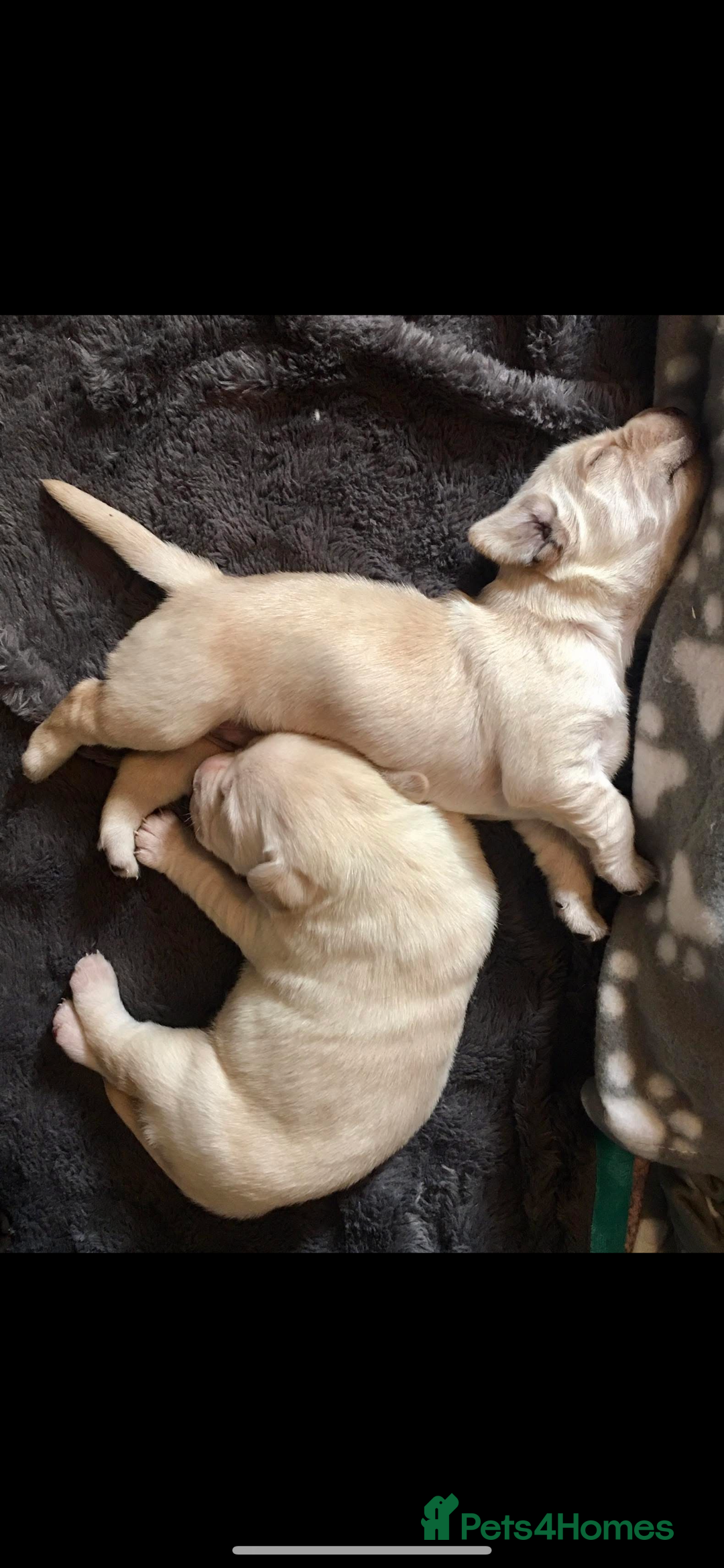 Labrador Retriever dogs for sale: Labrador puppies for sale Kent - Image 3