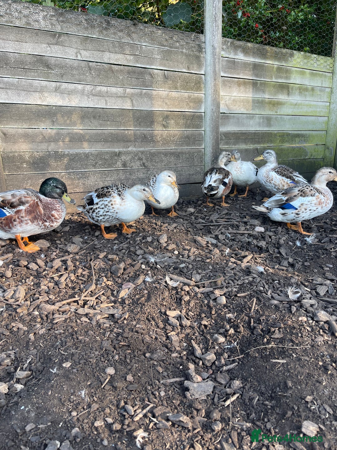 Ducks poultry for sale: Ducks + quail looking for new home  - Image 6