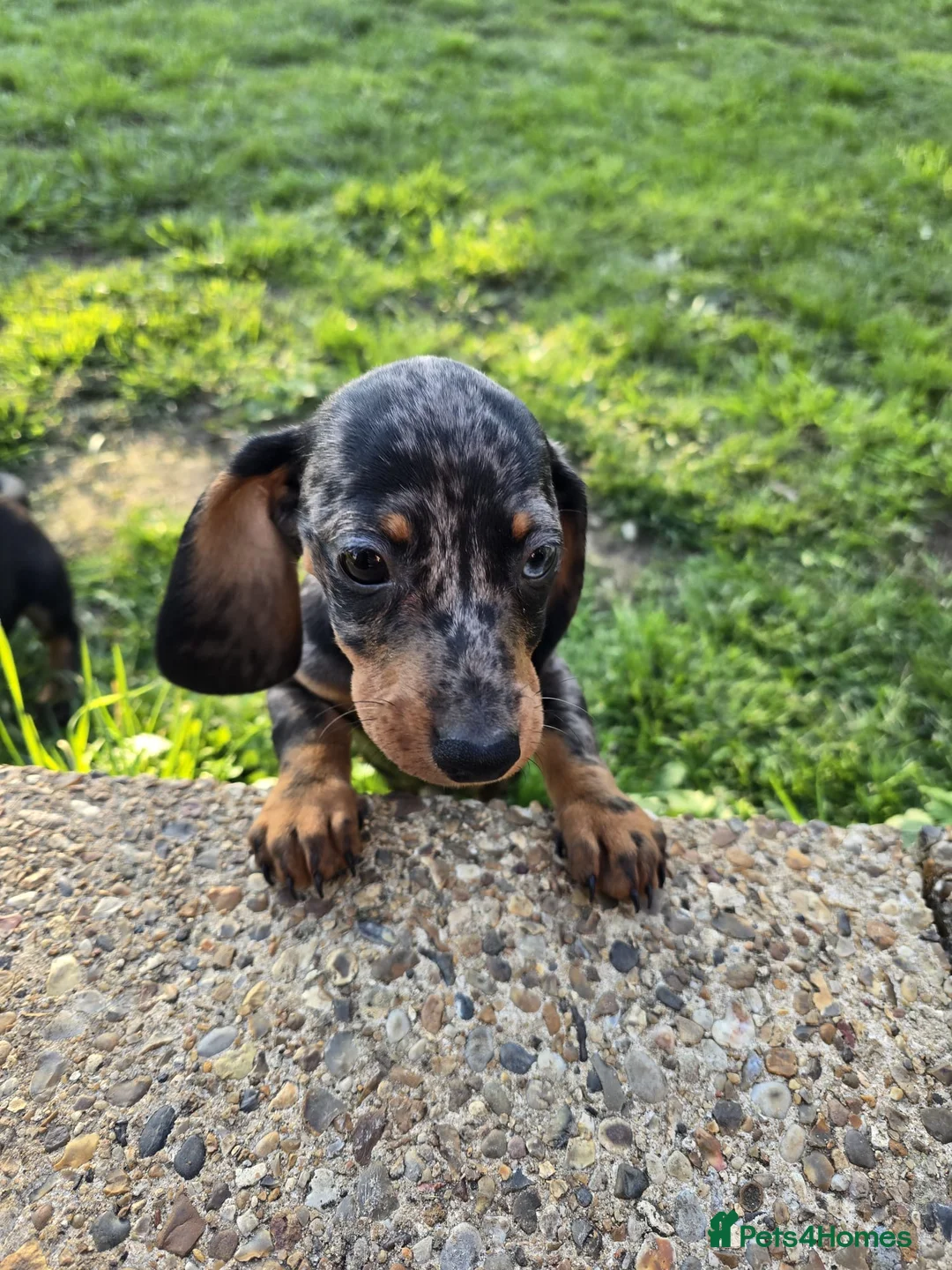 Miniature Dachshund dogs for sale: Beautiful miniature dachshunds  - Advert 3