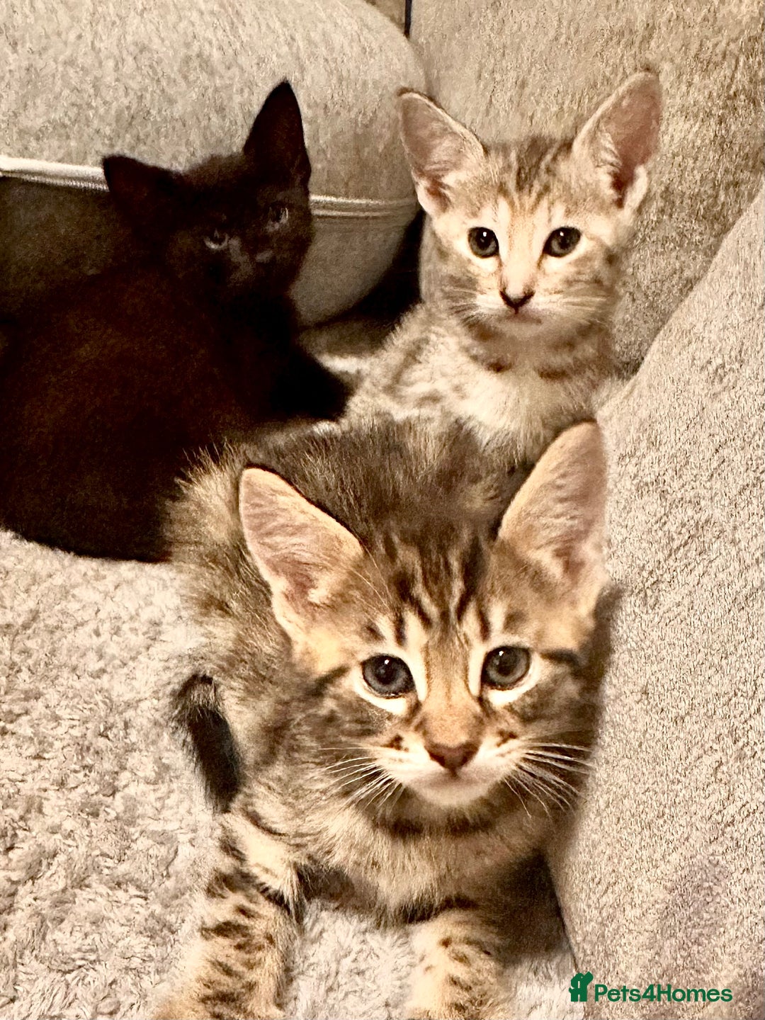 Savannah cats for sale: F4 Savannah kittens  - Advert 7