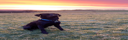 Labrador Retriever dogs for sale: Beautiful Black Labradors (option for training) in Launceston - Advert 9