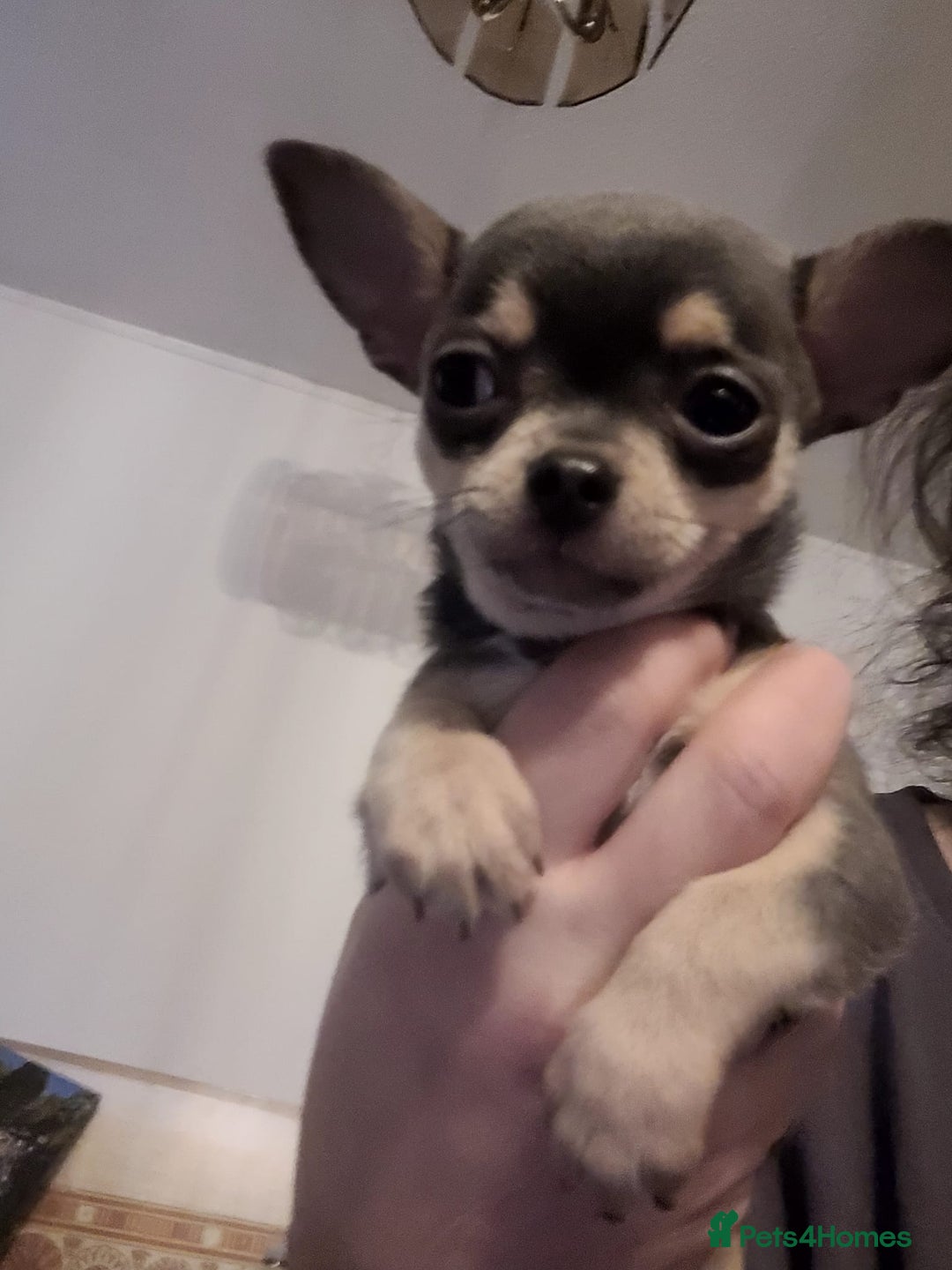 Chihuahua dogs for sale: Mini chihuahua  - Advert 11