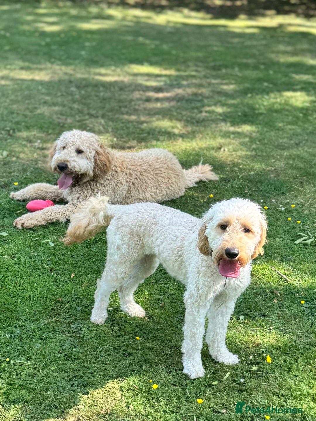 Mini Goldendoodle dogs for sale: Miniature Goldendoodle Puppies – Therapy Dog Mum - Image 12
