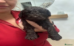 Cockapoo dogs for sale: Cockerpoos  - Image 16