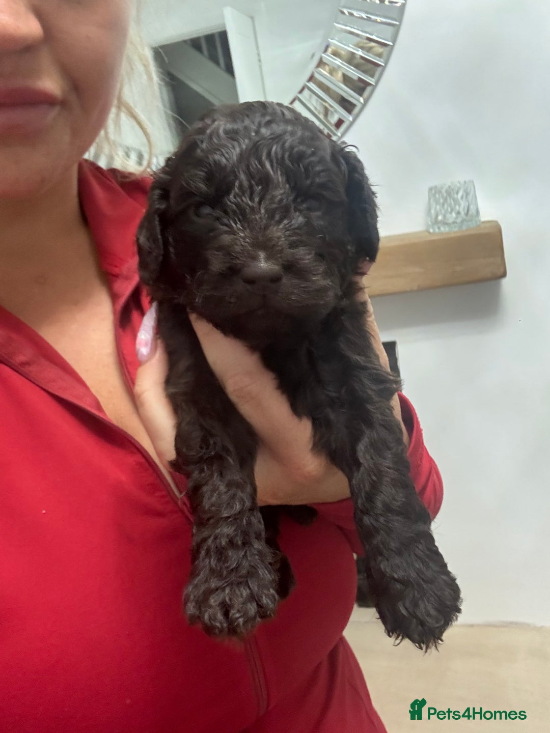 Cockapoo dogs for sale: Cockerpoos  - Image 16