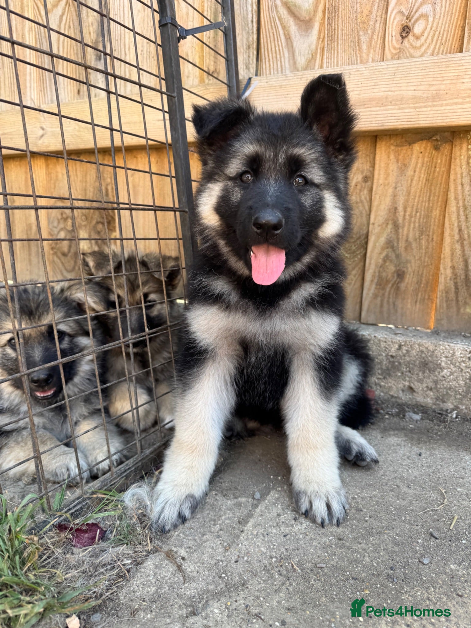 German Shepherd dogs **READY NOW** Black and silver female puppy - Advert 6
