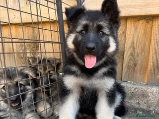 German Shepherd dogs **READY NOW** Black and silver female puppy - Advert 6