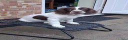 English Springer Spaniel dogs for sale: Springer Spaniel Boy for Sale in Ryde - Advert 6