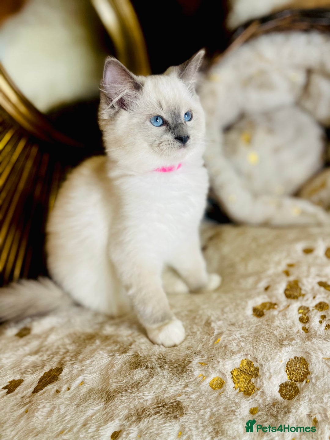 Ragdoll cats for sale: QUALITY GCCF RAGDOLLS KITTENS READY NOW  - Image 38