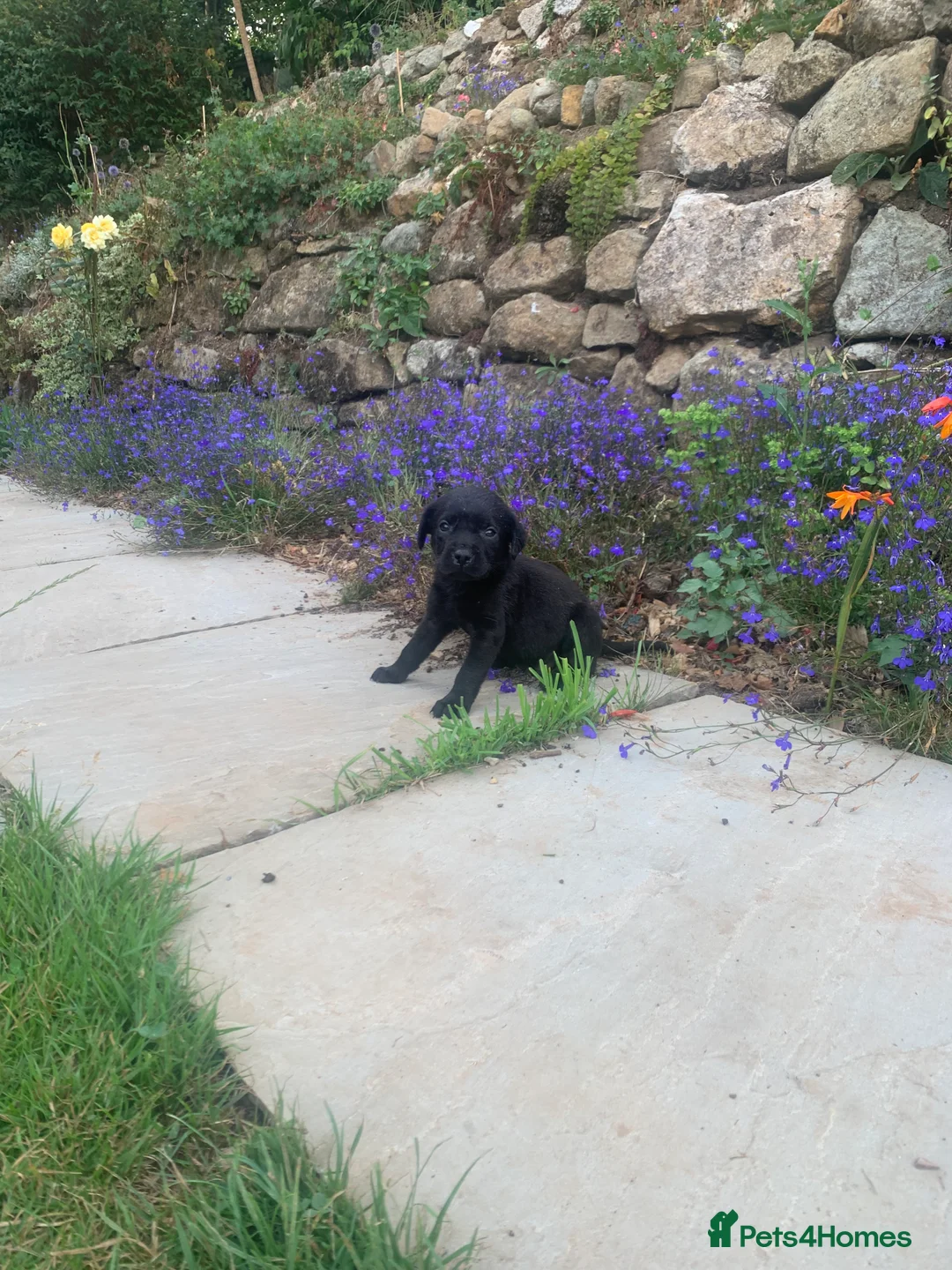 Labrador Retriever dogs for sale: KC REG Labradors, Great pups For sale  - Advert 2