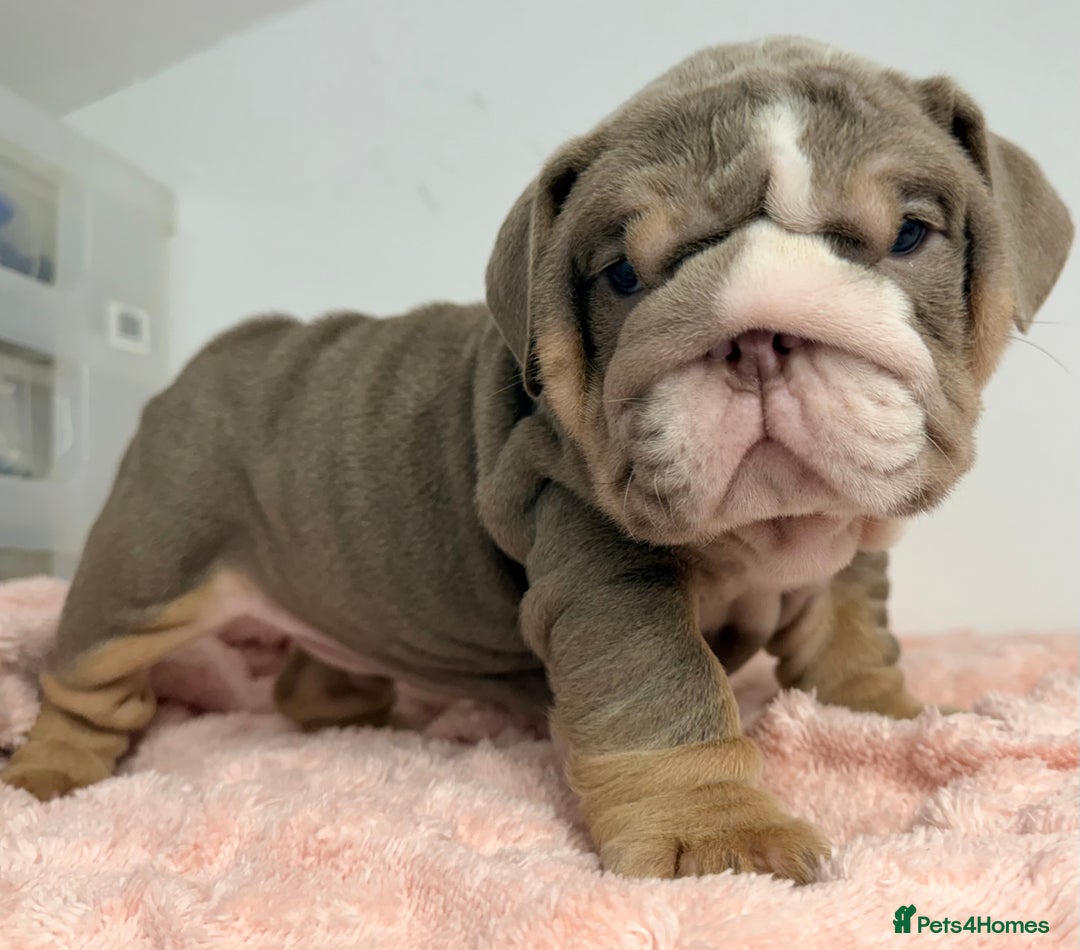 English Bulldog dogs for sale: *Stunning* KC English bulldog puppies ready 20/12 - Advert 17