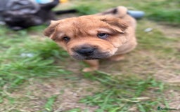 Shar Pei dogs for sale: 1 Black girl left  - Image 15