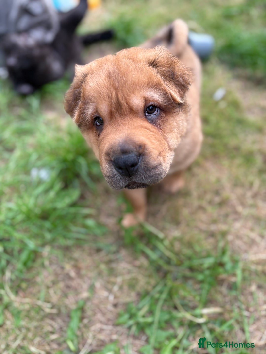 Shar Pei dogs for sale: 1 Black girl left  - Image 15
