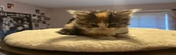 Mixed Breed cats for sale: Beautiful longhair kittens for sale  - Advert 8