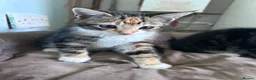 Mixed Breed cats for sale: Three friendly kittens  - Advert 3