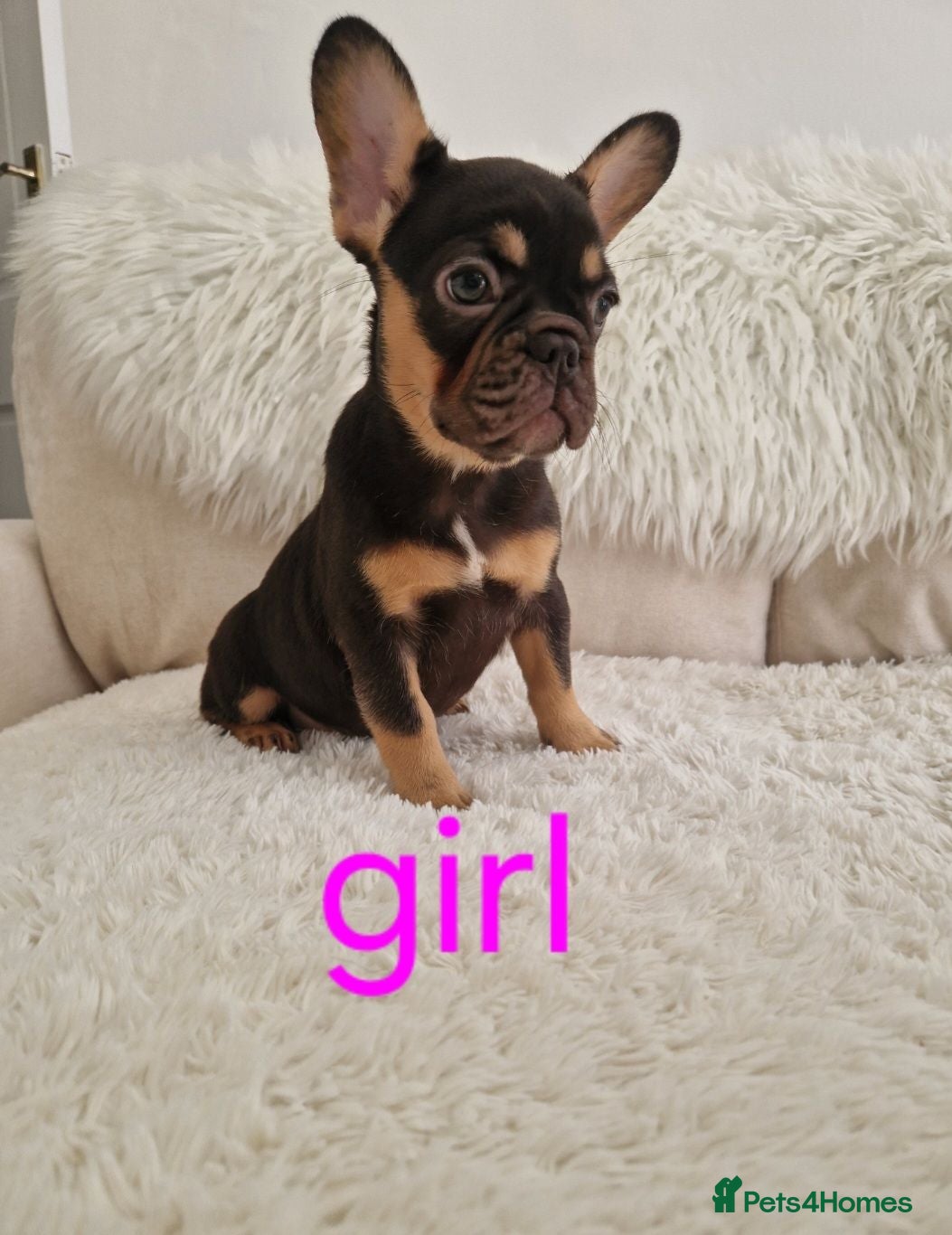 French Bulldog dogs 🌟REDUCED🌟only one girl and one boy left - Advert 1