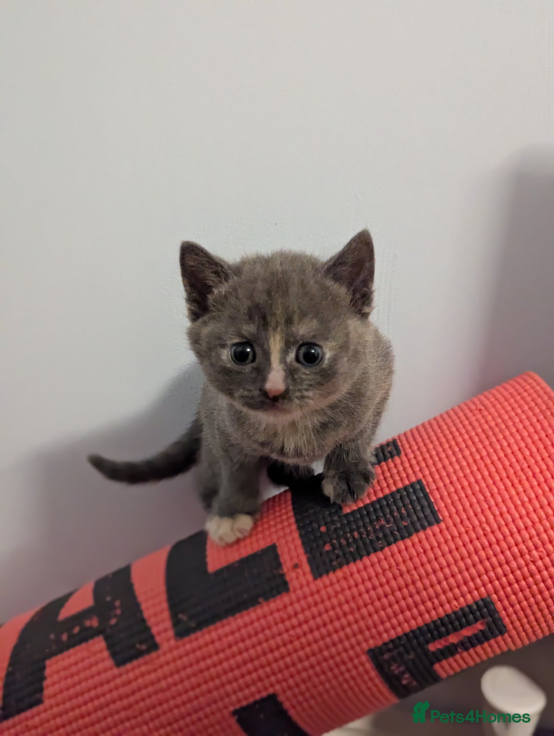 Mixed Breed cats for sale: 5 beautiful and playful kittens - Advert 20