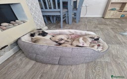 Pug dogs for sale: Puggies for sale - Image 10
