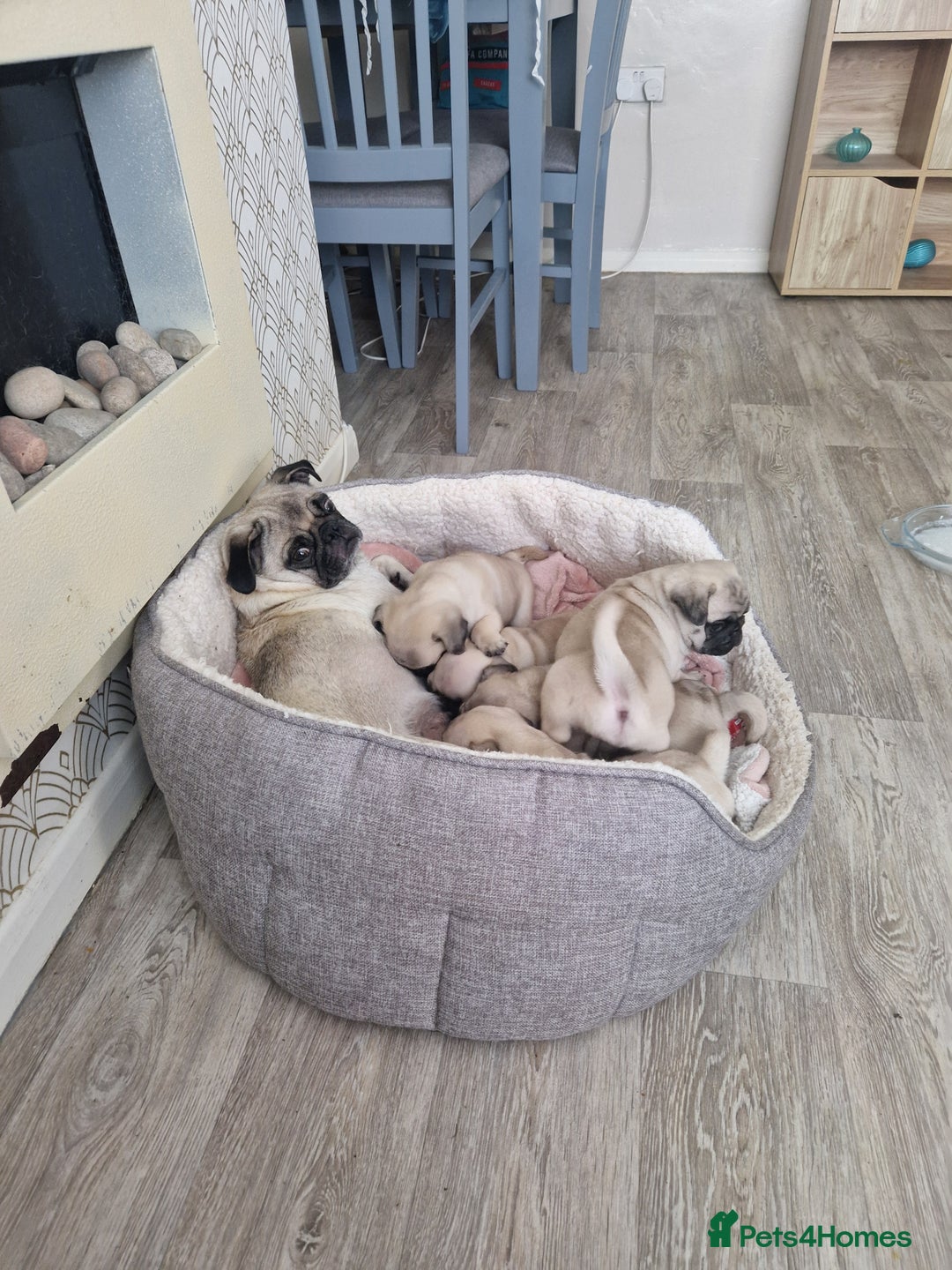 Pug dogs for sale: Puggies for sale - Image 10
