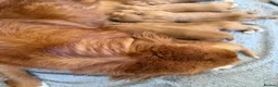 Nova Scotia Duck Tolling Retriever dogs for sale: Beautiful Toller puppies from champion bloodlines - Advert 2