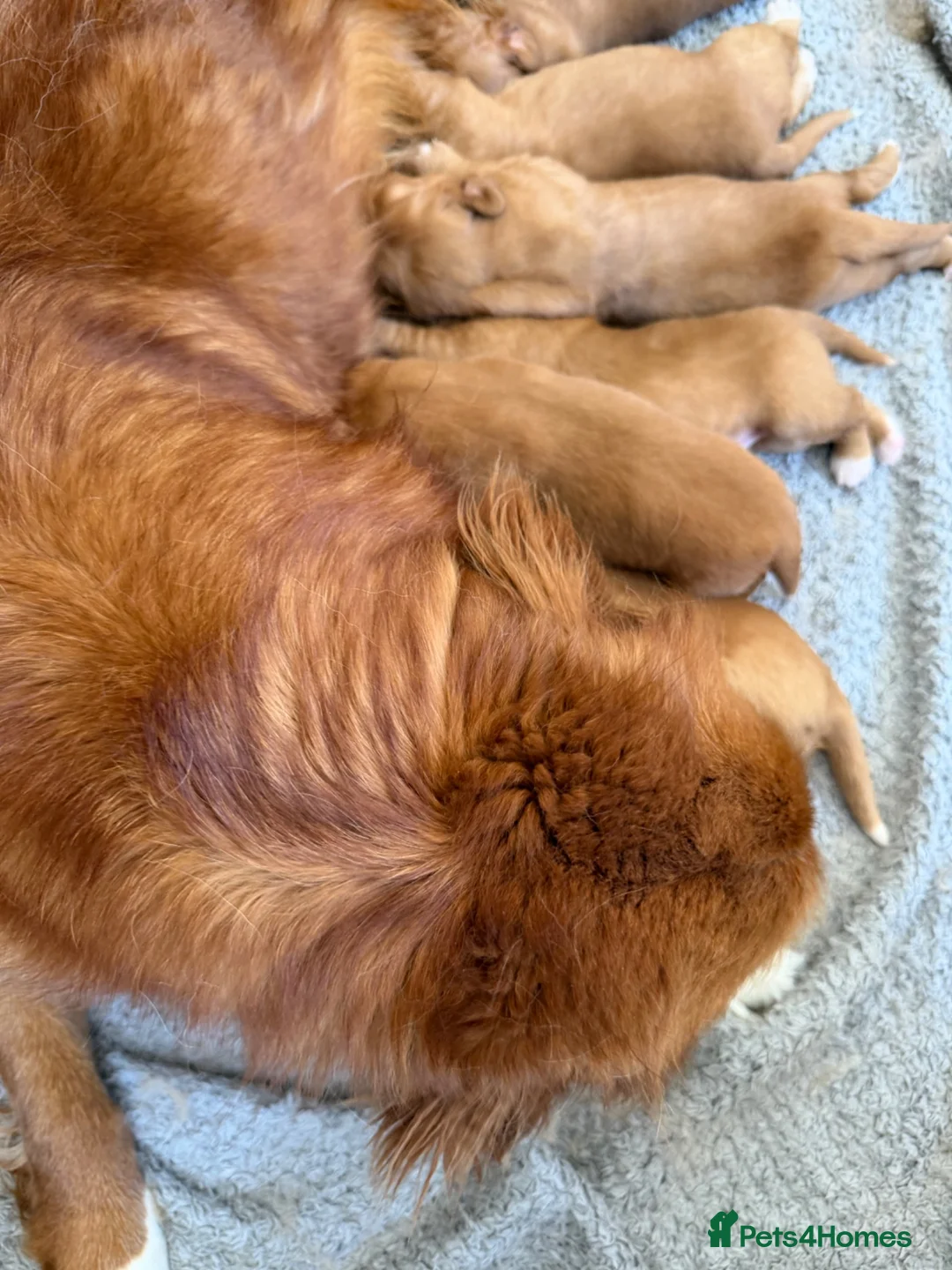 Nova Scotia Duck Tolling Retriever dogs for sale: Beautiful Toller puppies from champion bloodlines - Advert 2