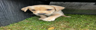 Labrador Retriever Puppy 3